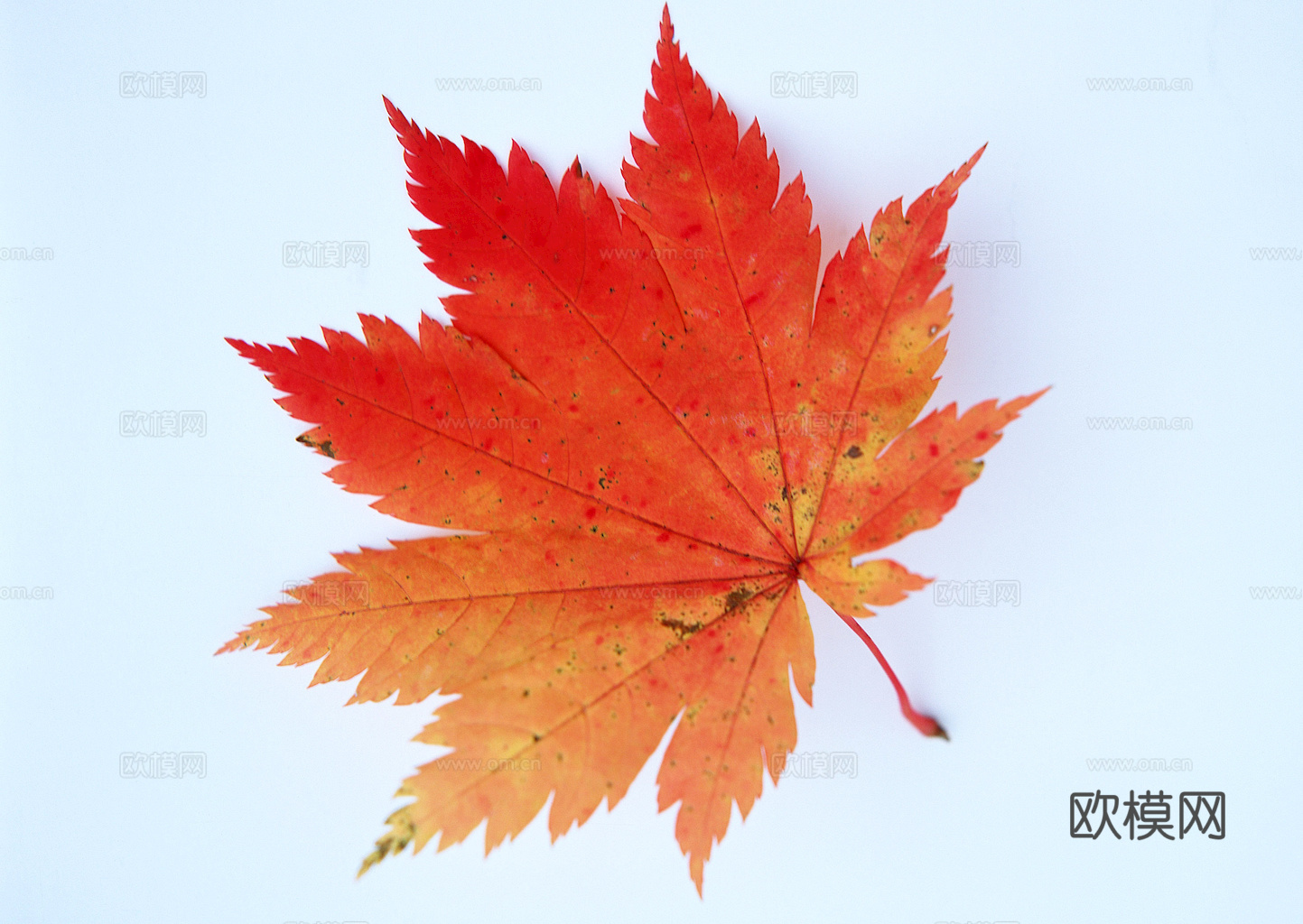 植物树叶 叶子  叶片纹理 绿叶 黄叶 红叶 绿植下载