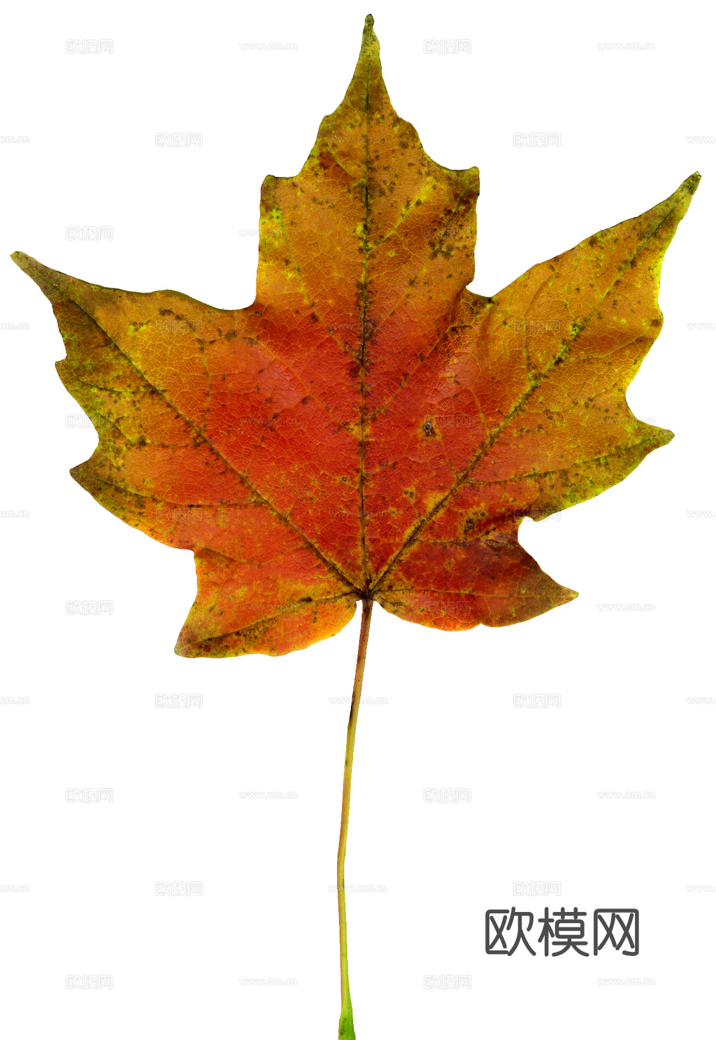 植物树叶 叶子  叶片纹理 绿叶 黄叶 红叶 绿植下载