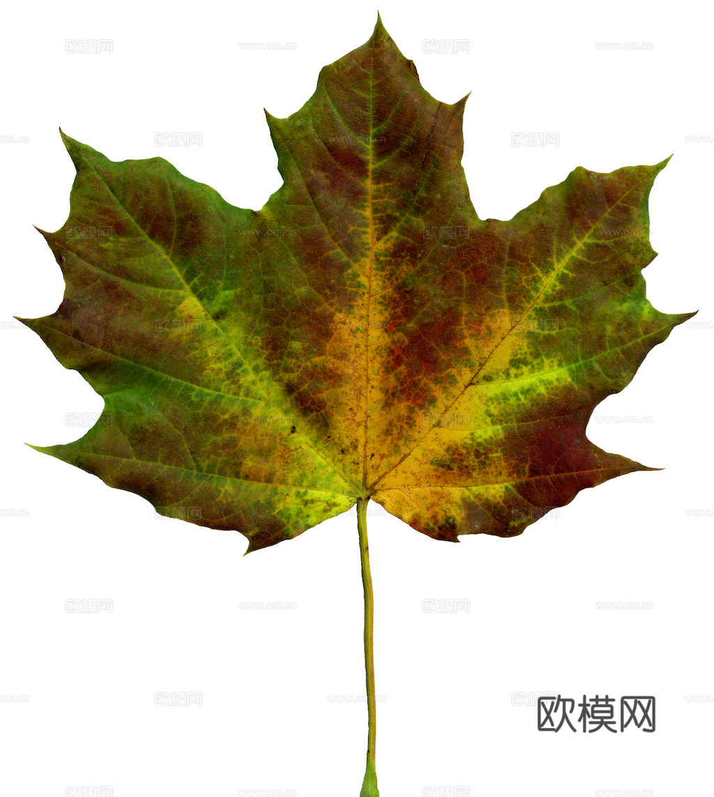 植物树叶 叶子  叶片纹理 绿叶 黄叶 红叶 绿植下载