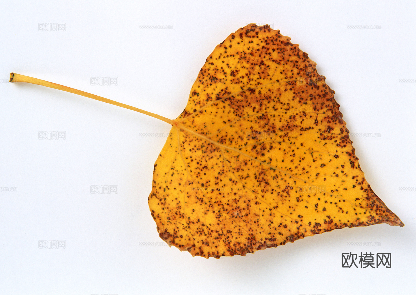 植物树叶 叶子  叶片纹理 绿叶 黄叶 红叶 绿植下载