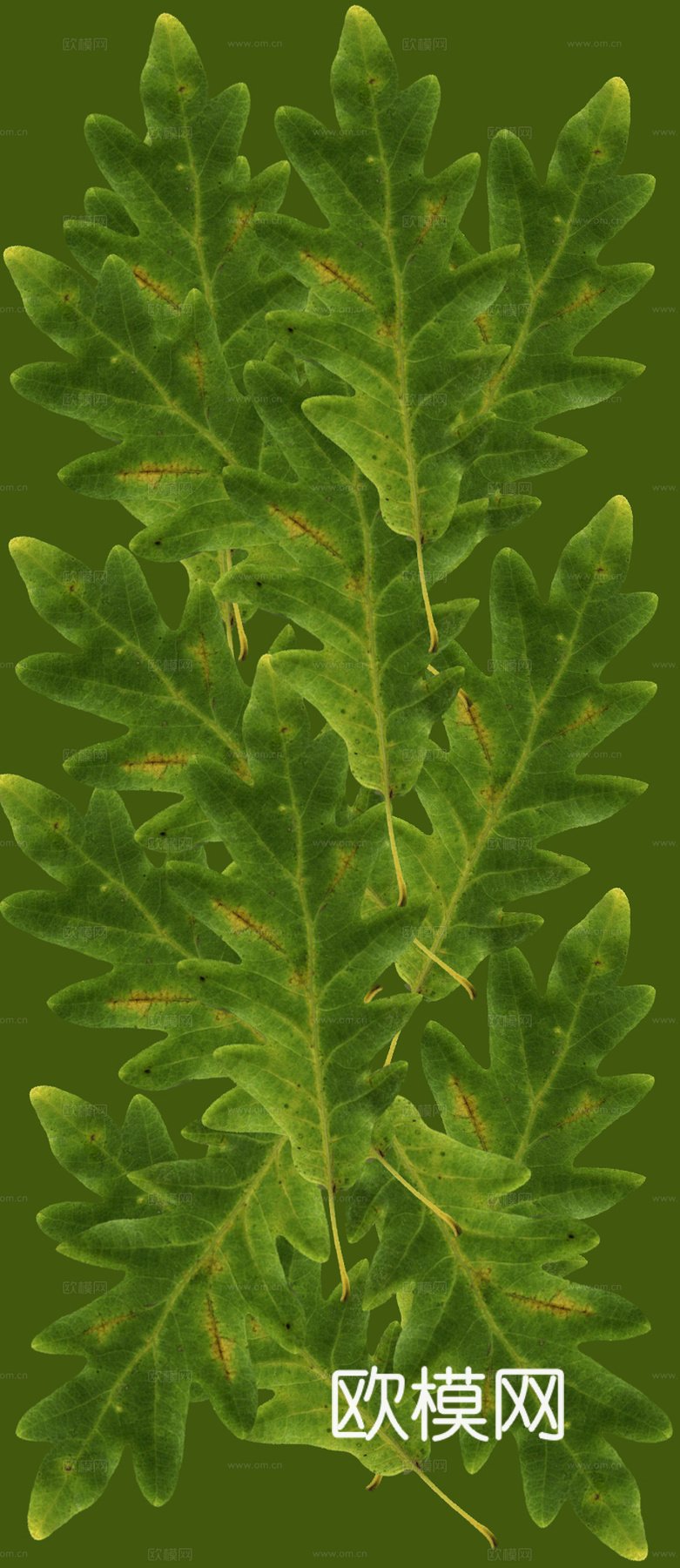 植物树叶 叶子  叶片纹理 绿叶 黄叶 红叶 绿植下载
