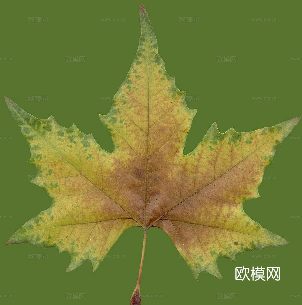 植物树叶 叶子  叶片纹理 绿叶 黄叶 红叶 绿植下载