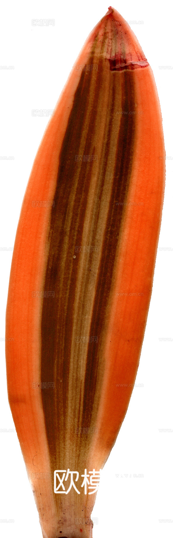 植物树叶 叶子  叶片纹理 绿叶 黄叶 红叶 绿植下载