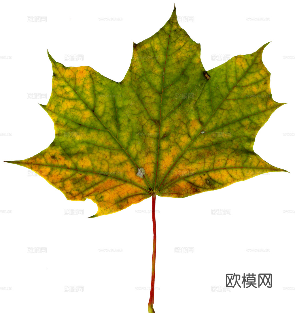 植物树叶 叶子  叶片纹理 绿叶 黄叶 红叶 绿植下载