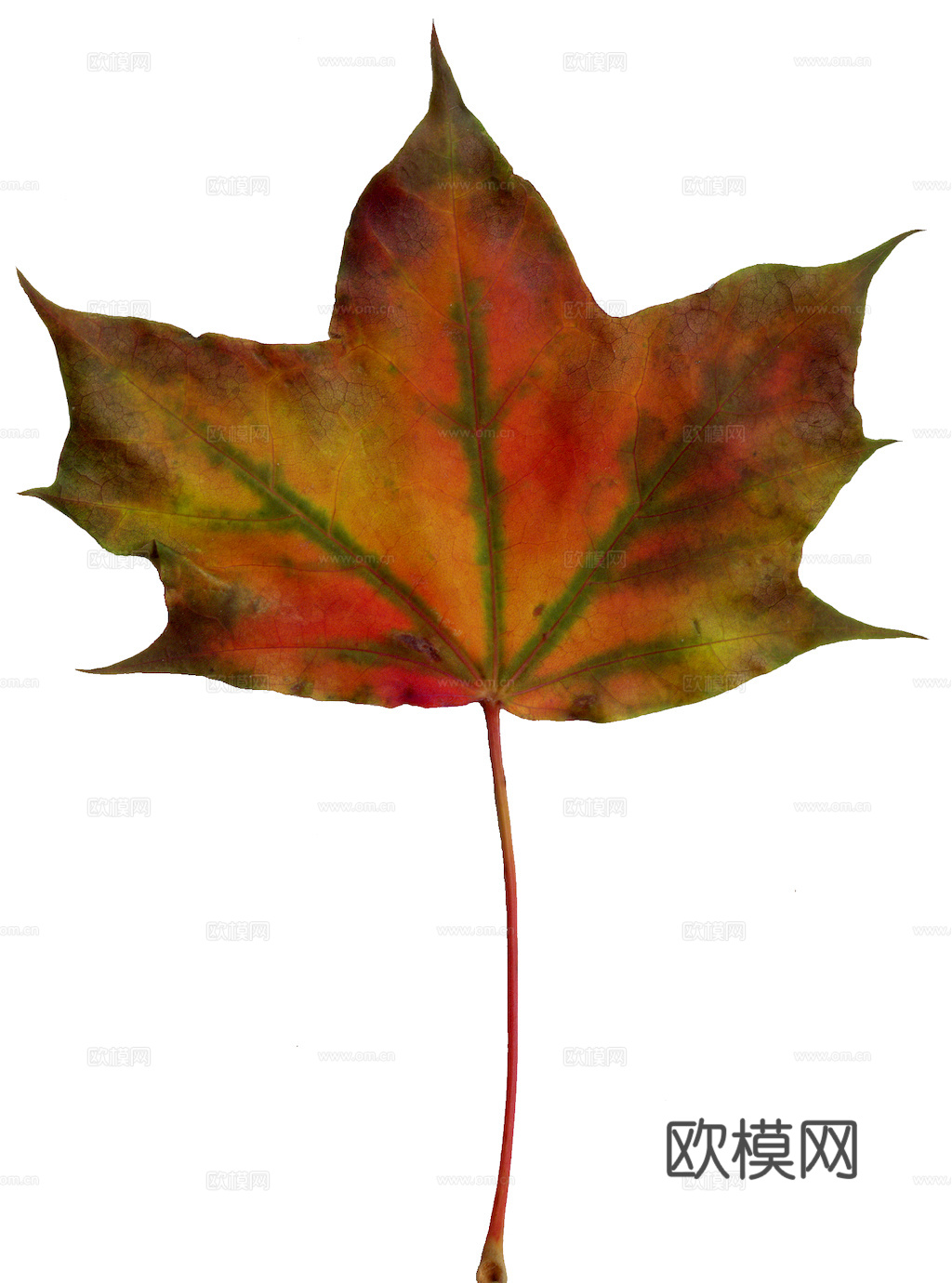 植物树叶 叶子  叶片纹理 绿叶 黄叶 红叶 绿植