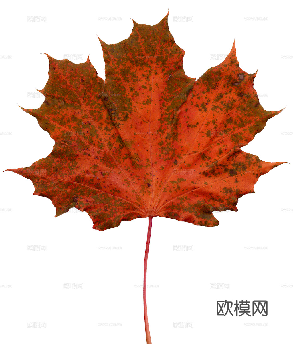 植物树叶 叶子  叶片纹理 绿叶 黄叶 红叶 绿植