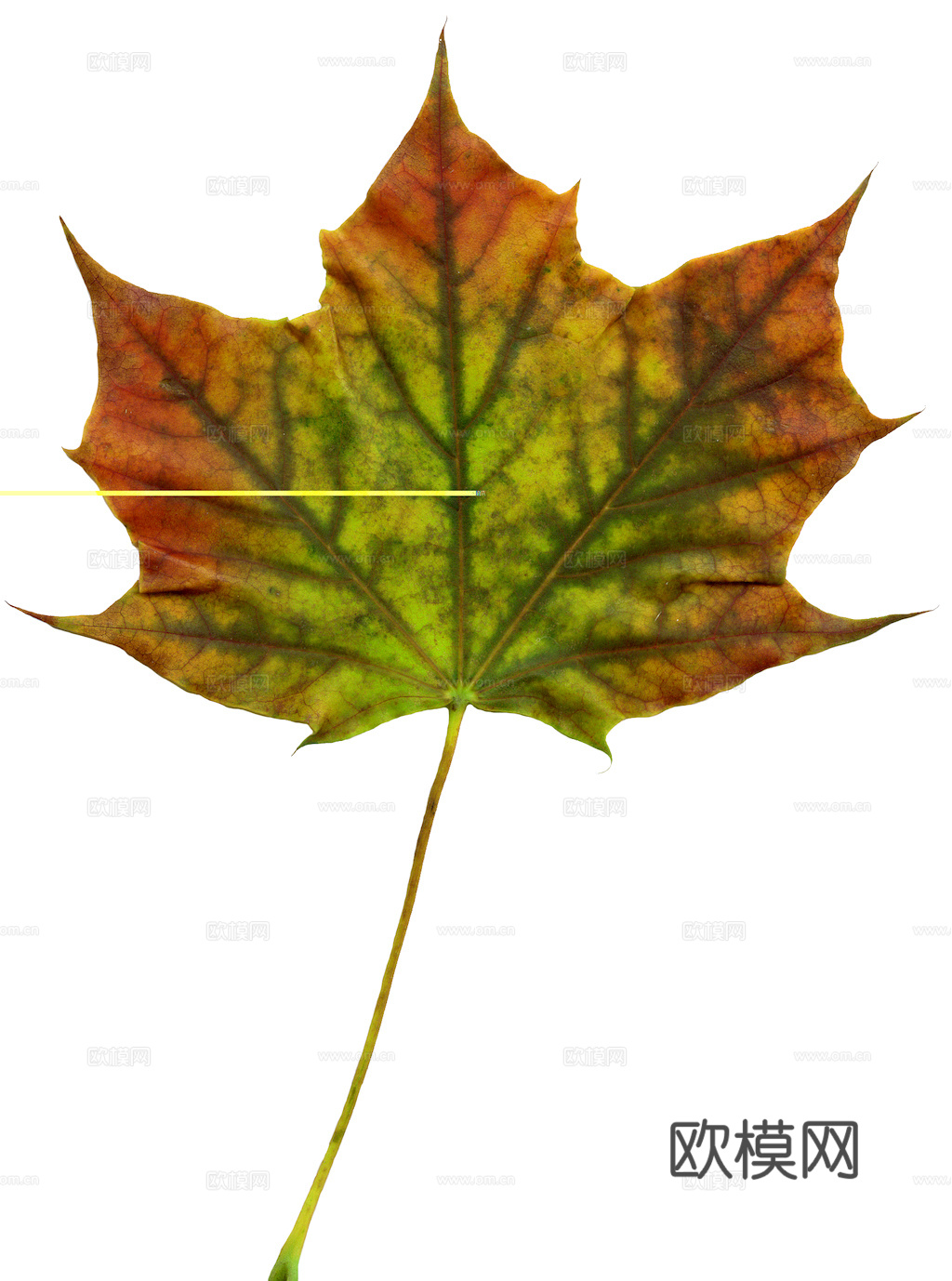 植物树叶 叶子  叶片纹理 绿叶 黄叶 红叶 绿植下载