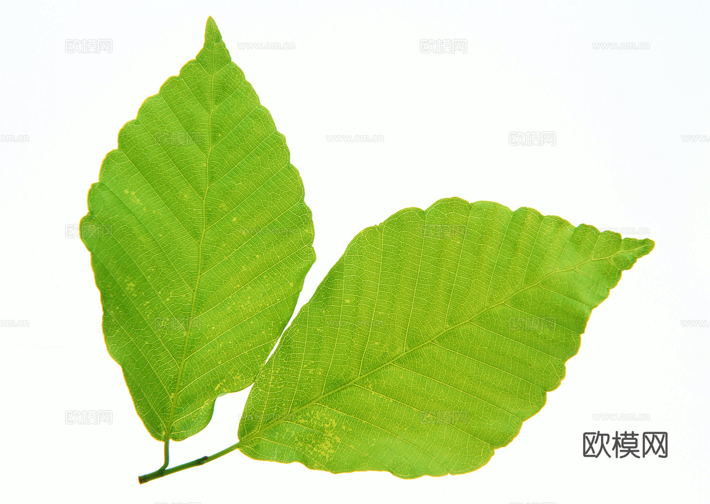 植物树叶 叶子  叶片纹理 绿叶 黄叶 红叶 绿植下载