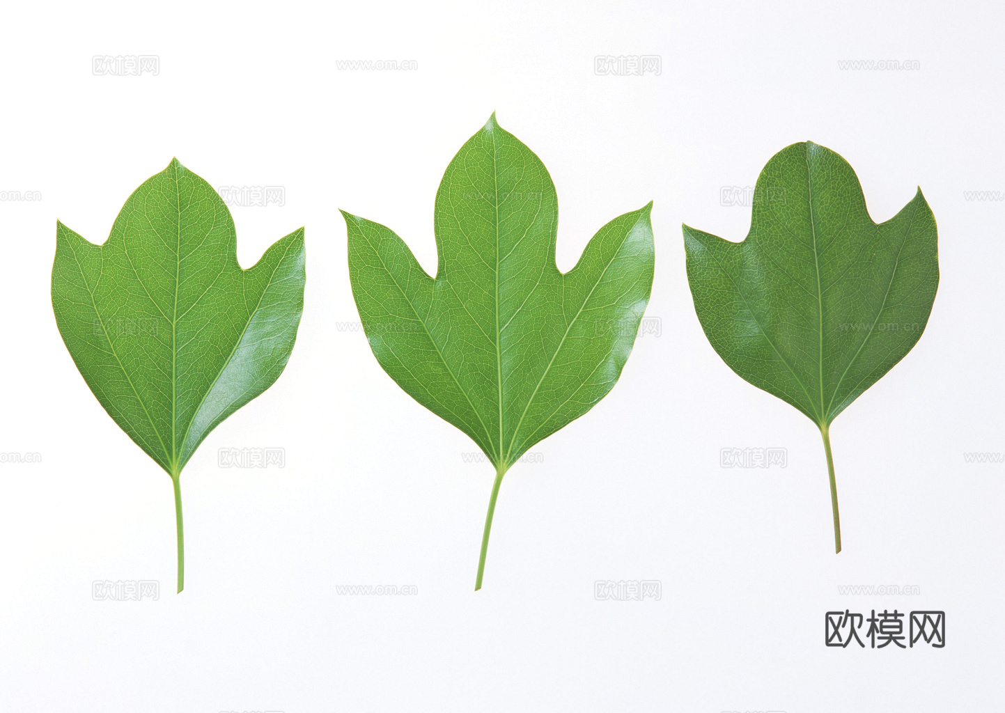 植物树叶 叶子  叶片纹理 绿叶 黄叶 红叶 绿植下载