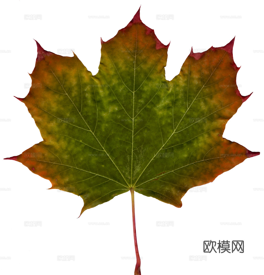 植物树叶 叶子  叶片纹理 绿叶 黄叶 红叶 绿植下载