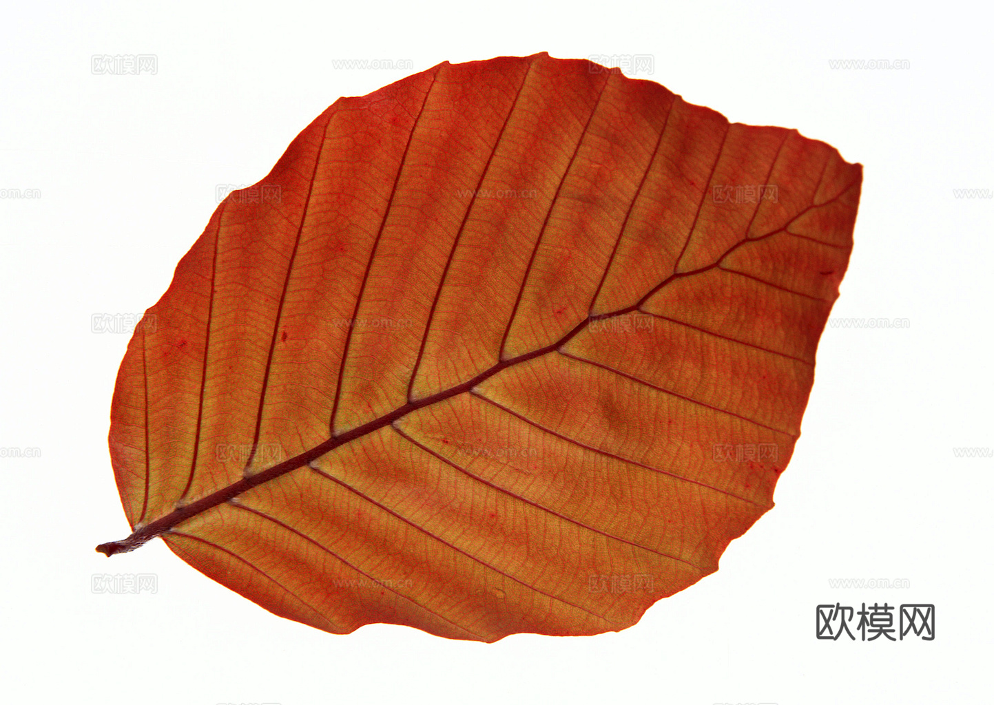 植物树叶 叶子  叶片纹理 绿叶 黄叶 红叶 绿植下载