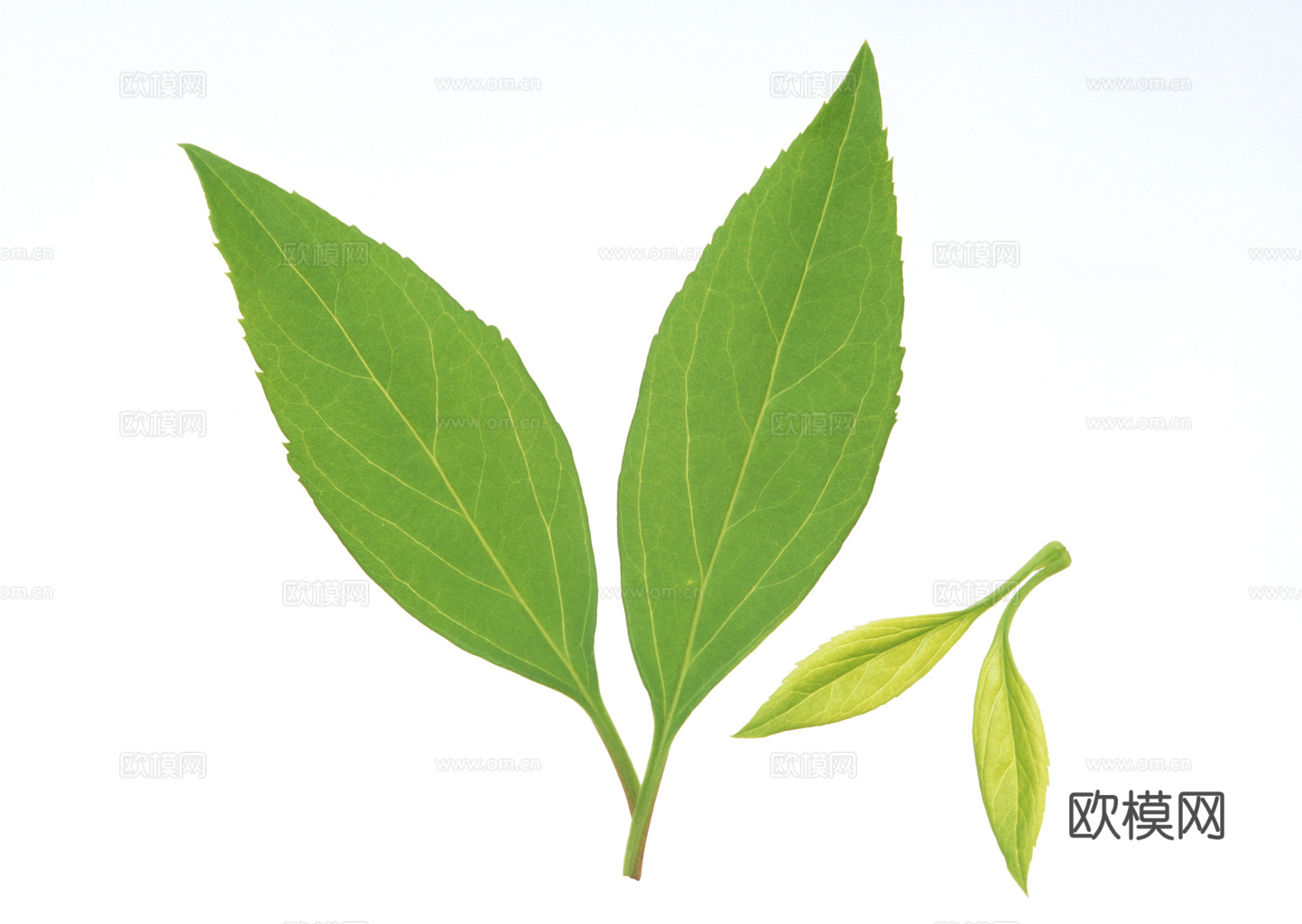 植物树叶 叶子  叶片纹理 绿叶 黄叶 红叶 绿植下载