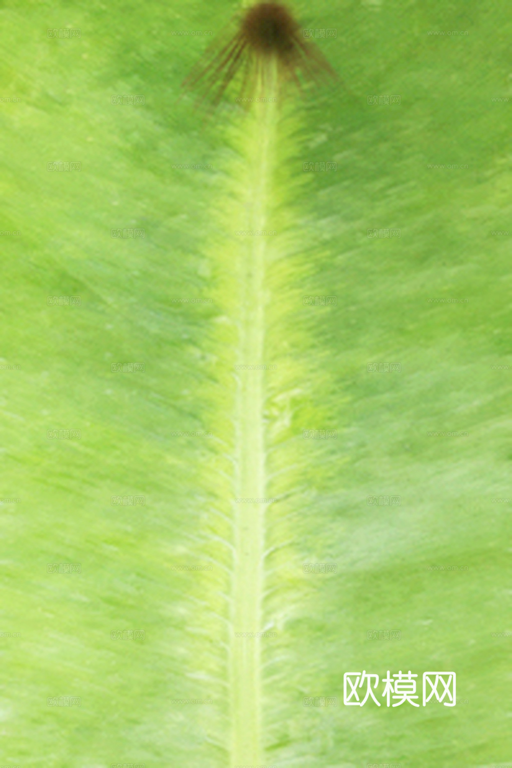 植物树叶 叶子  叶片纹理 绿叶 黄叶 红叶 绿植下载