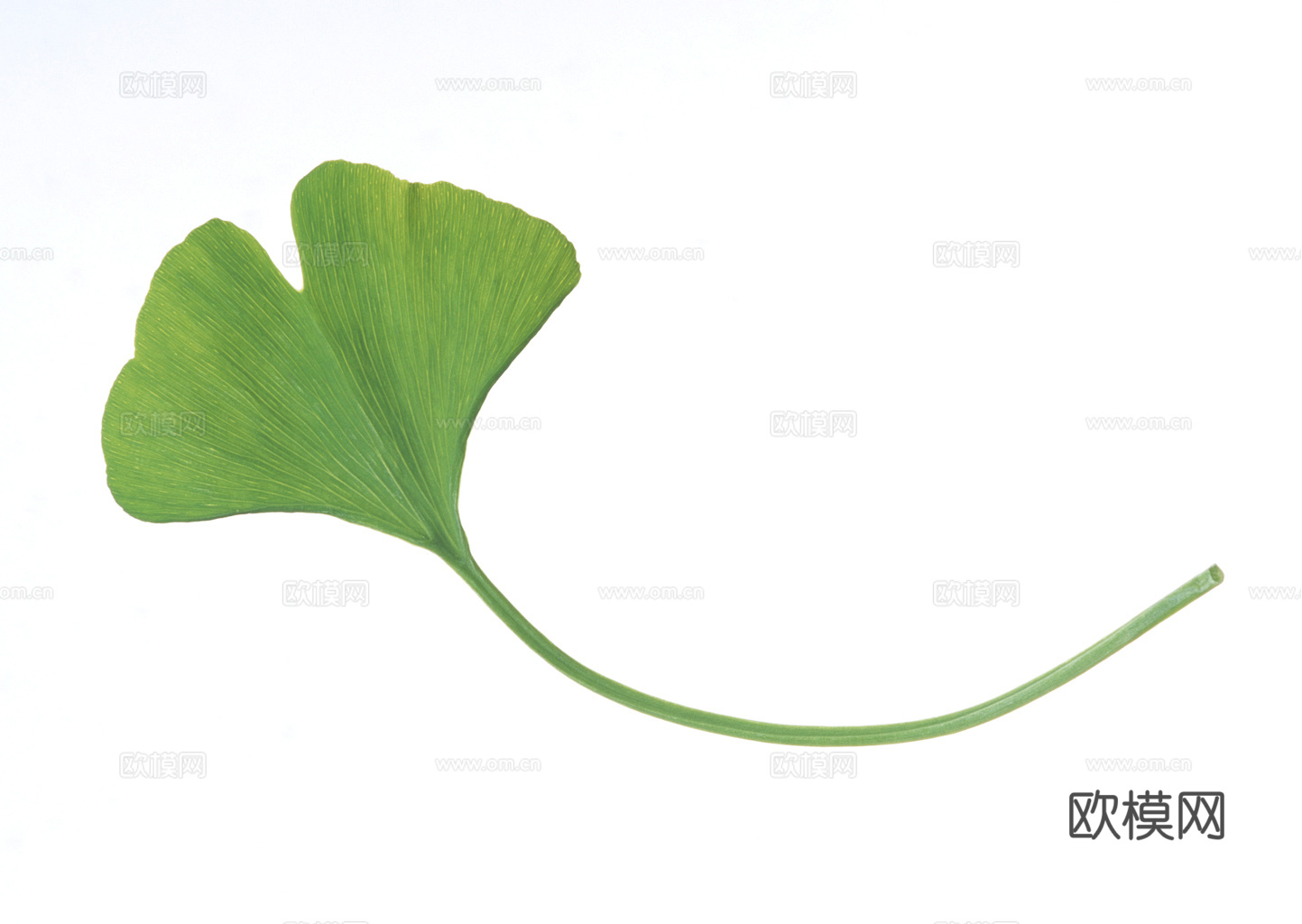 植物树叶 叶子  叶片纹理 绿叶 黄叶 红叶 绿植下载