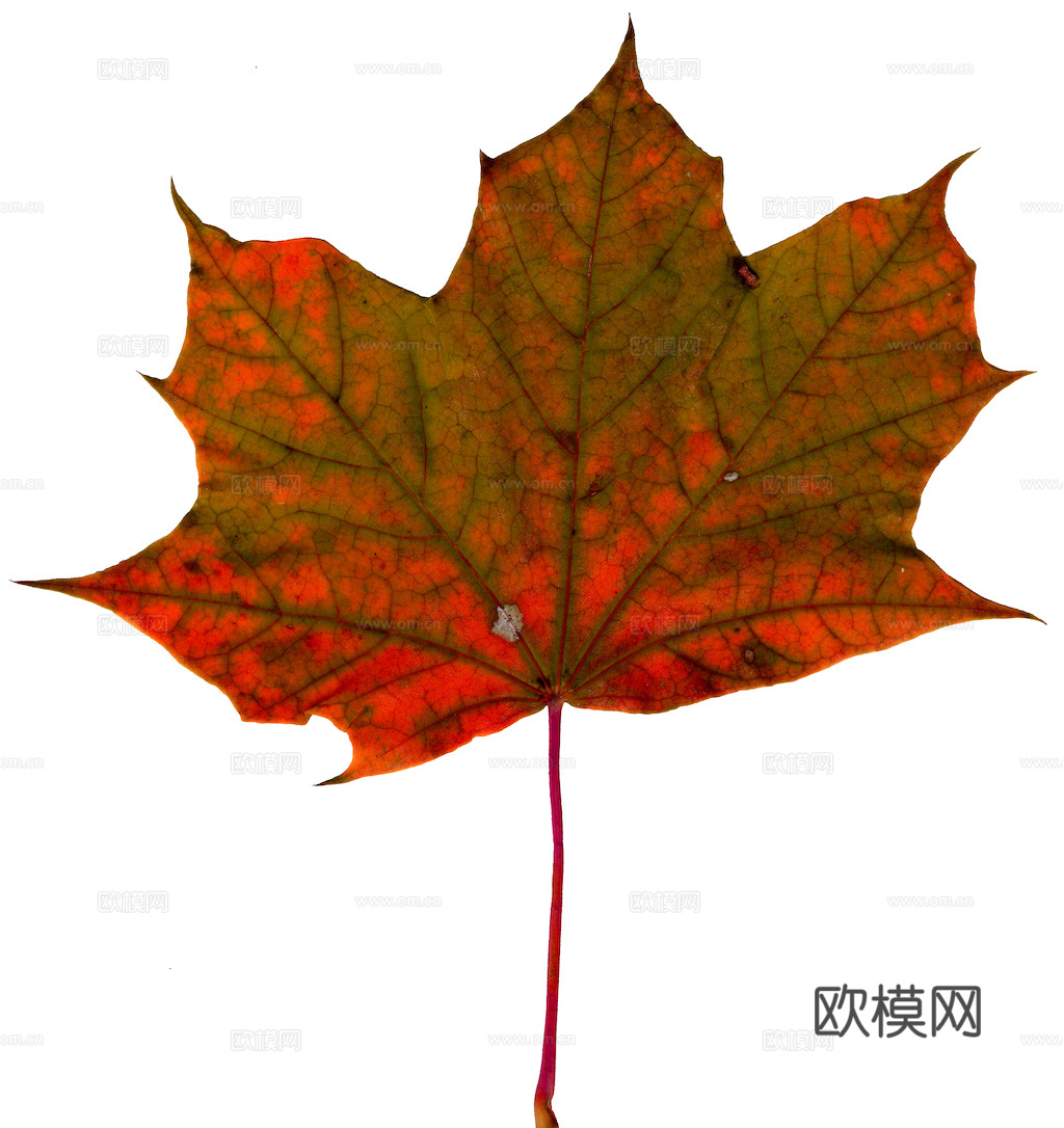 植物树叶 叶子  叶片纹理 绿叶 黄叶 红叶 绿植下载