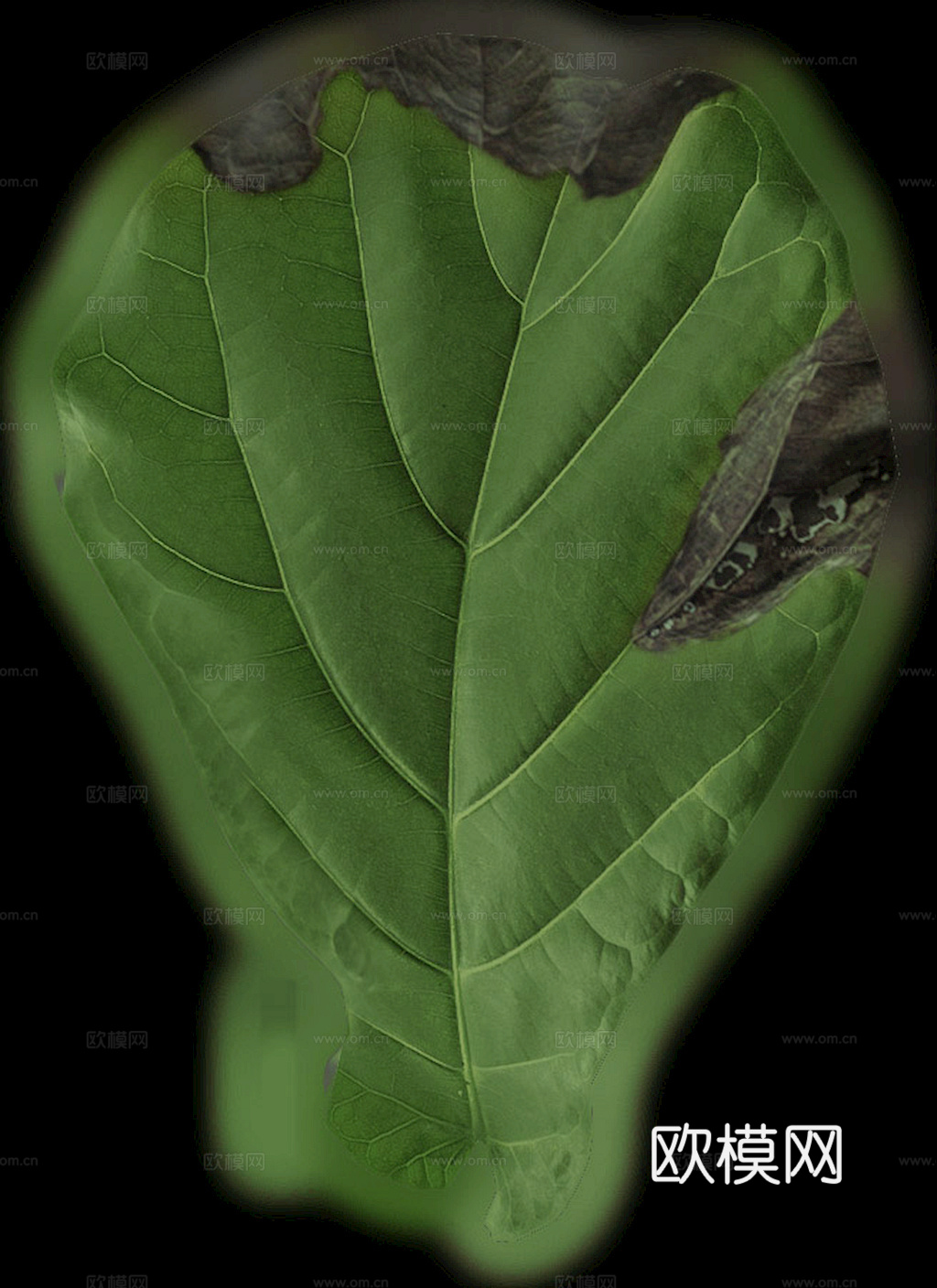 植物树叶 叶子  叶片纹理 绿叶 黄叶 红叶 绿植下载