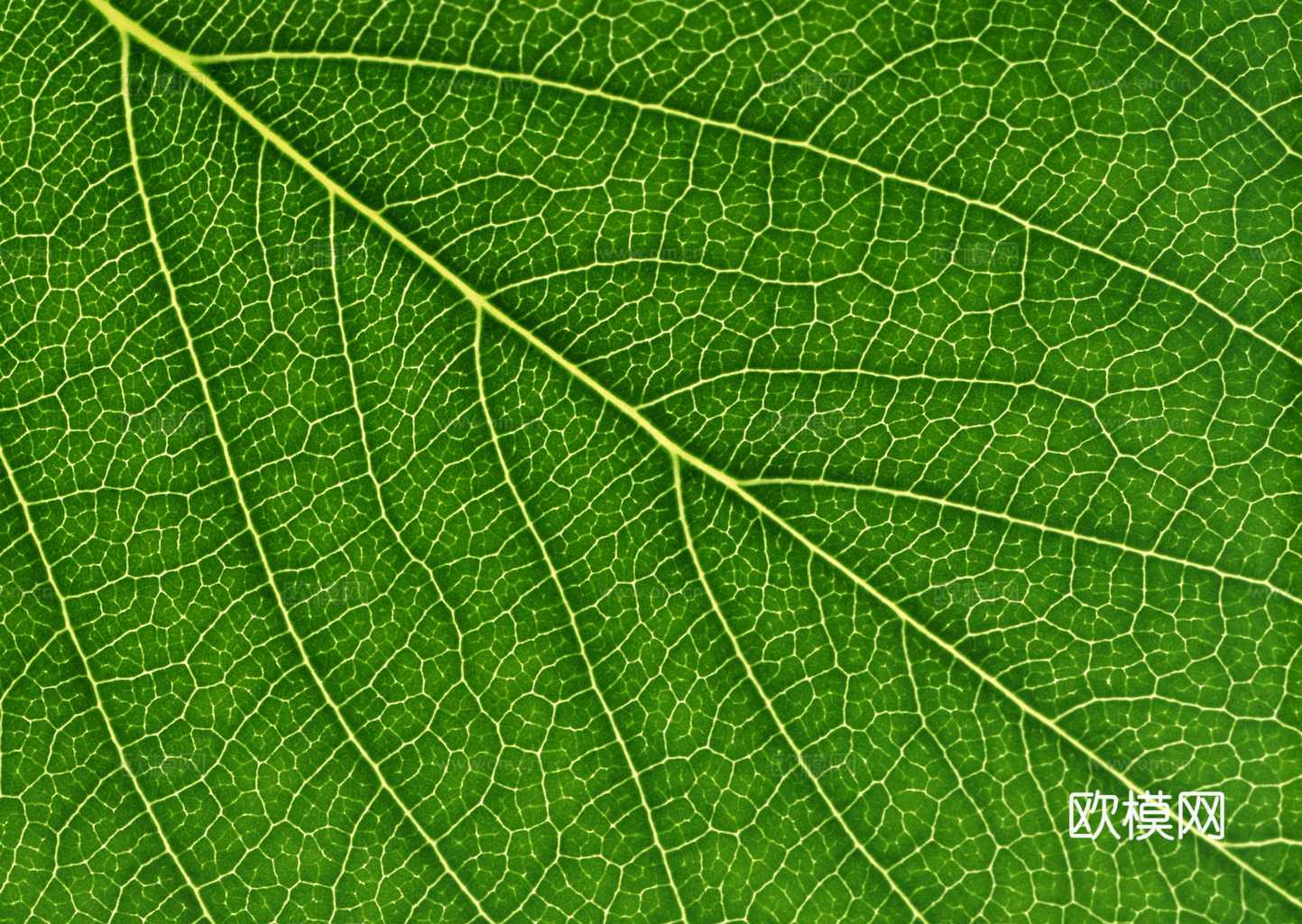 植物树叶 叶子  叶片纹理 绿叶 黄叶 红叶 绿植下载