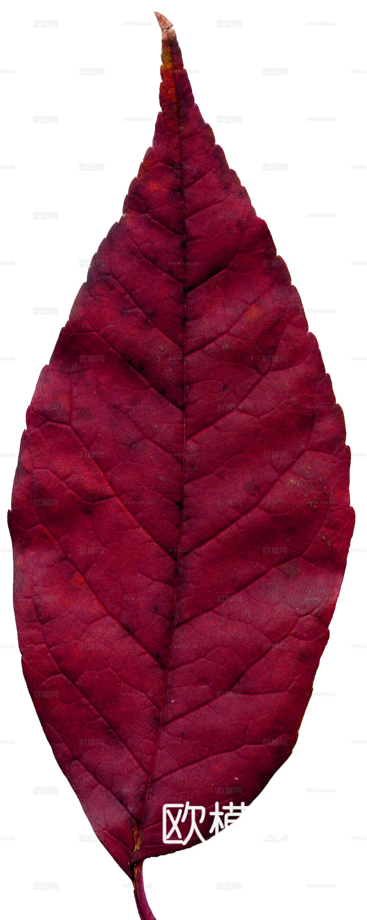 植物树叶 叶子  叶片纹理 绿叶 黄叶 红叶 绿植下载