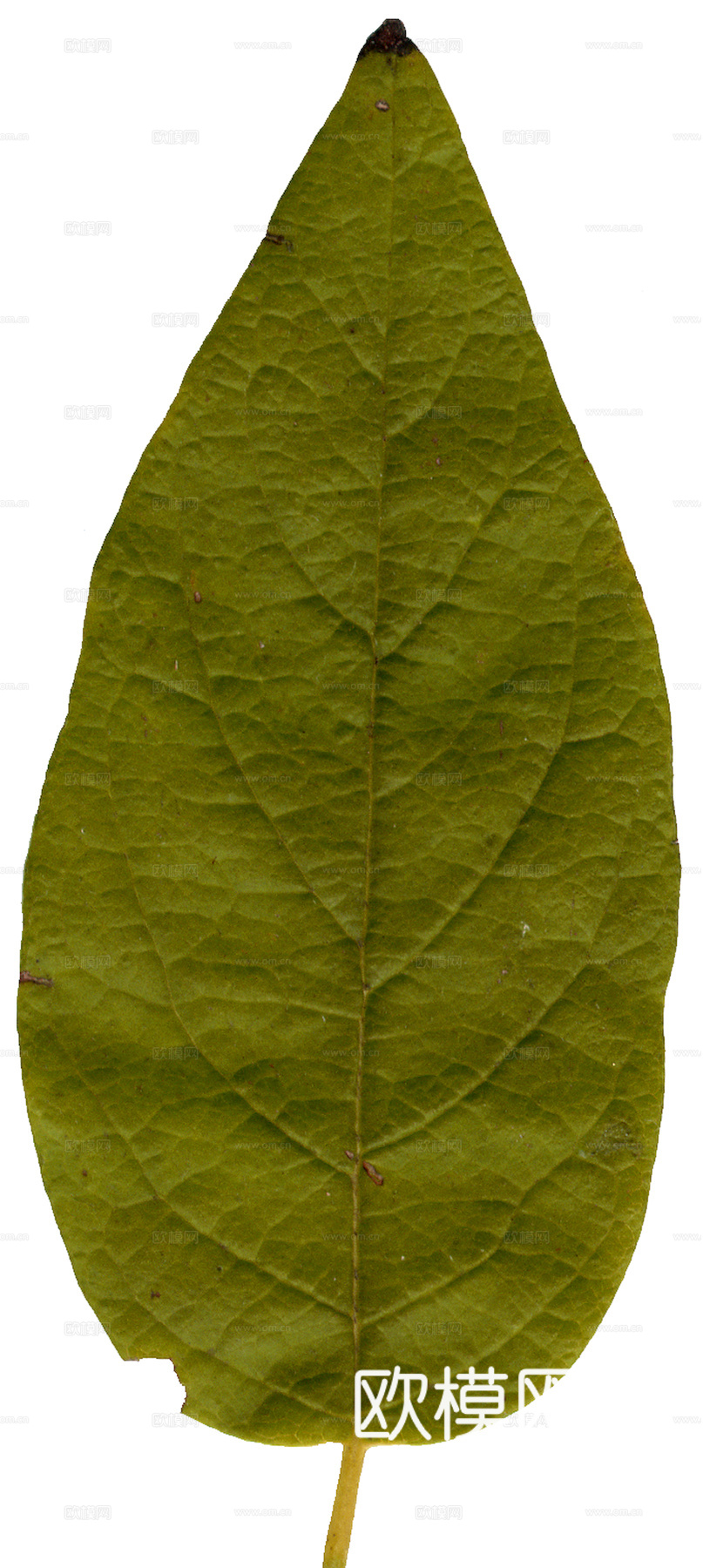 植物树叶 叶子  叶片纹理 绿叶 黄叶 红叶 绿植下载