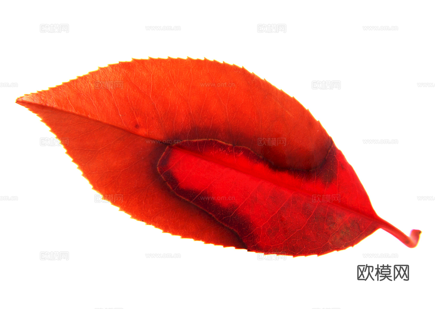 植物树叶 叶子  叶片纹理 绿叶 黄叶 红叶 绿植下载