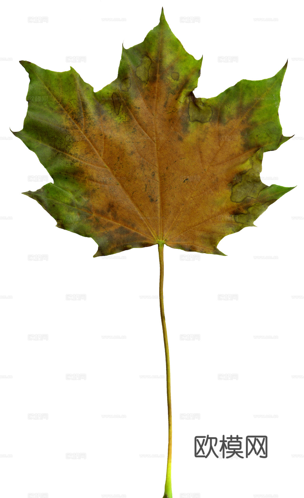 植物树叶 叶子  叶片纹理 绿叶 黄叶 红叶 绿植下载