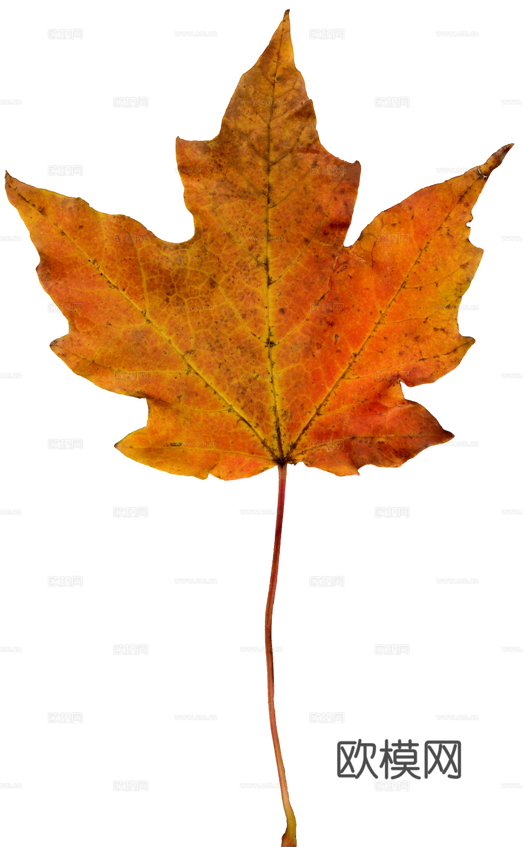 植物树叶 叶子  叶片纹理 绿叶 黄叶 红叶 绿植下载