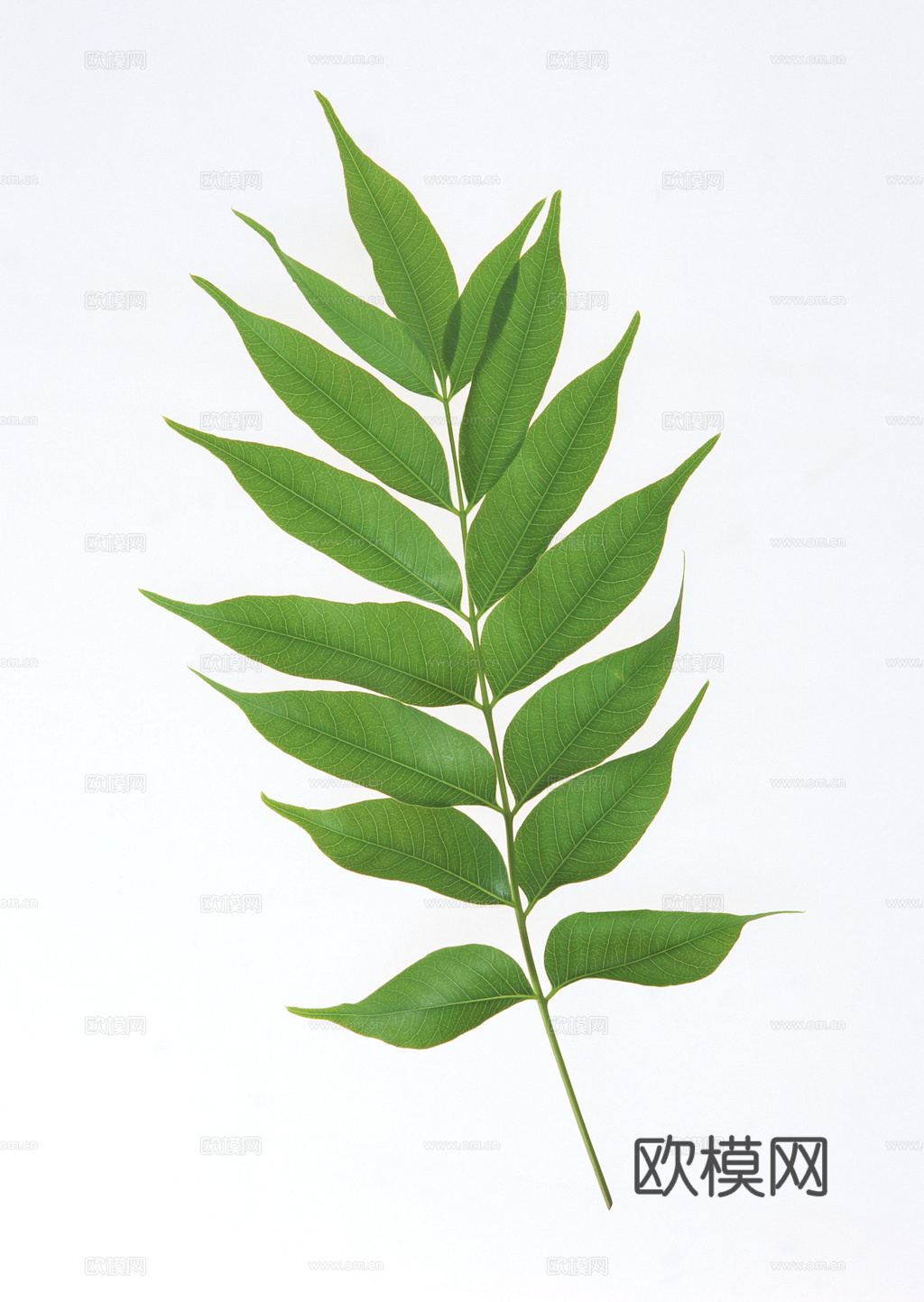 植物树叶 叶子  叶片纹理 绿叶 黄叶 红叶 绿植下载