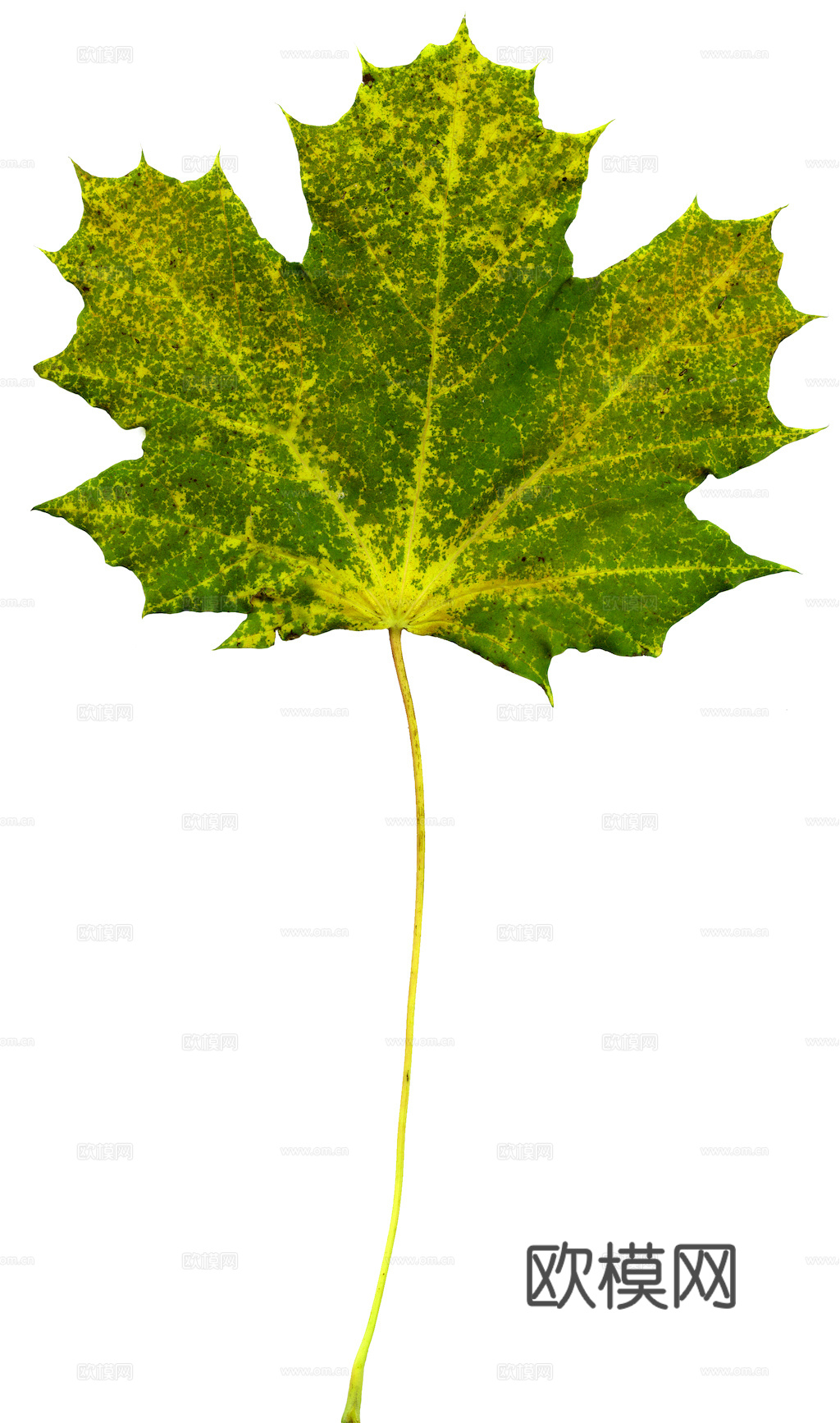 植物树叶 叶子  叶片纹理 绿叶 黄叶 红叶 绿植下载