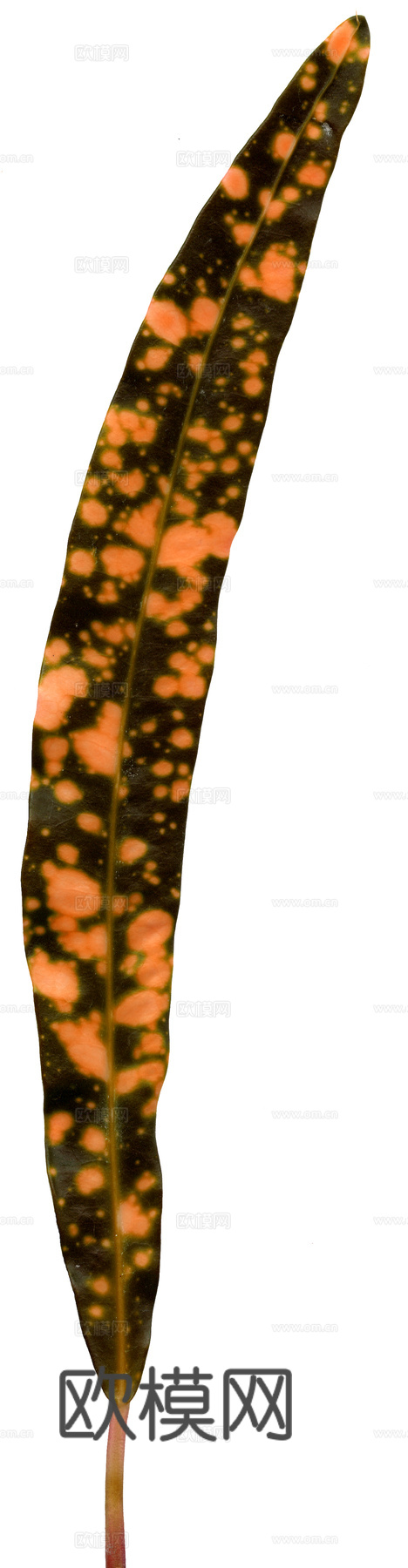 植物树叶 叶子  叶片纹理 绿叶 黄叶 红叶 绿植下载