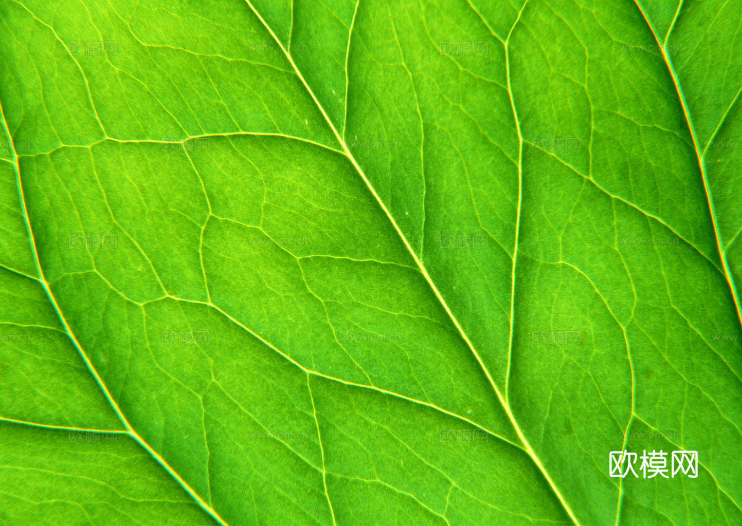 植物树叶 叶子  叶片纹理 绿叶 黄叶 红叶 绿植下载