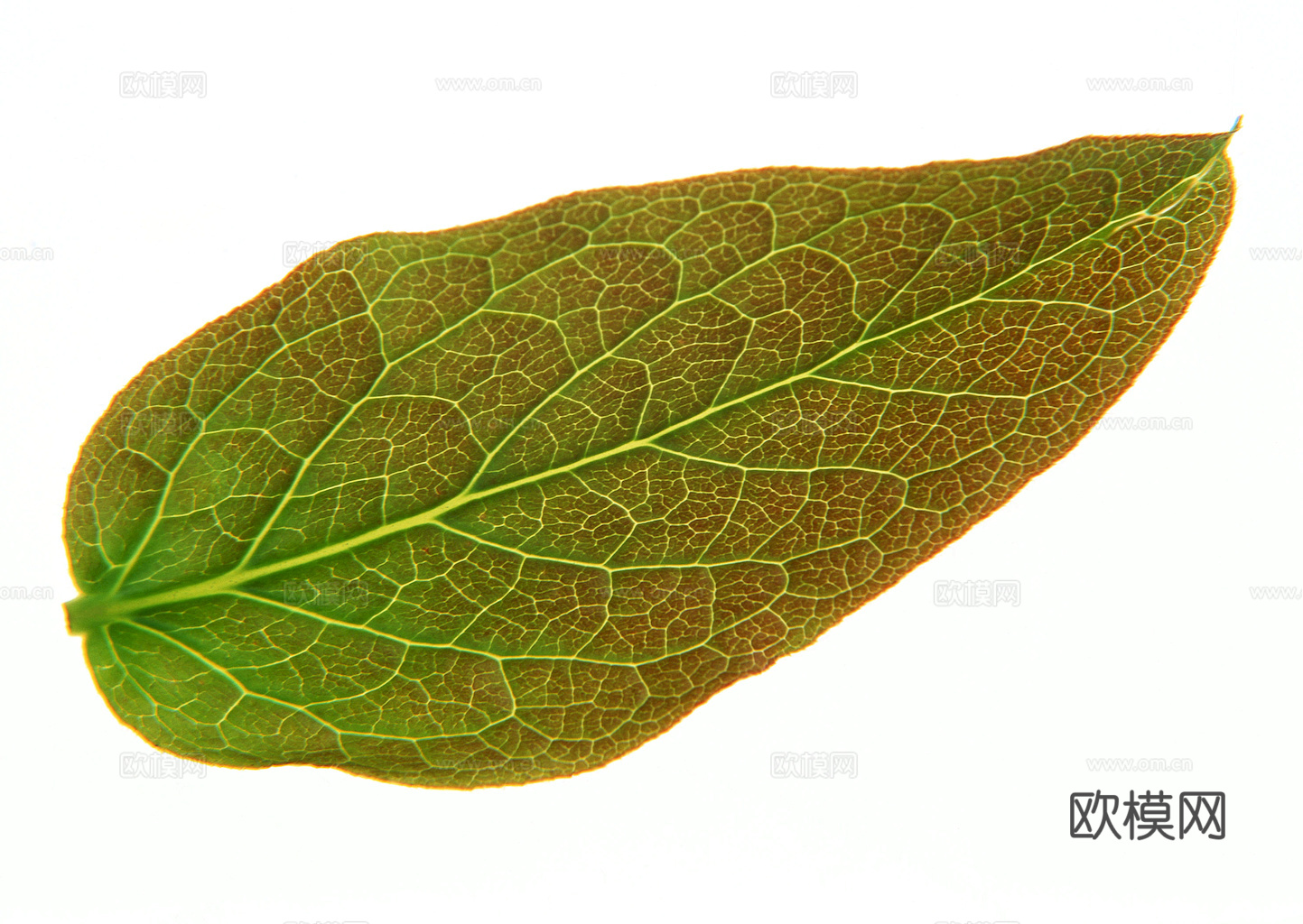 植物树叶 叶子  叶片纹理 绿叶 黄叶 红叶 绿植下载