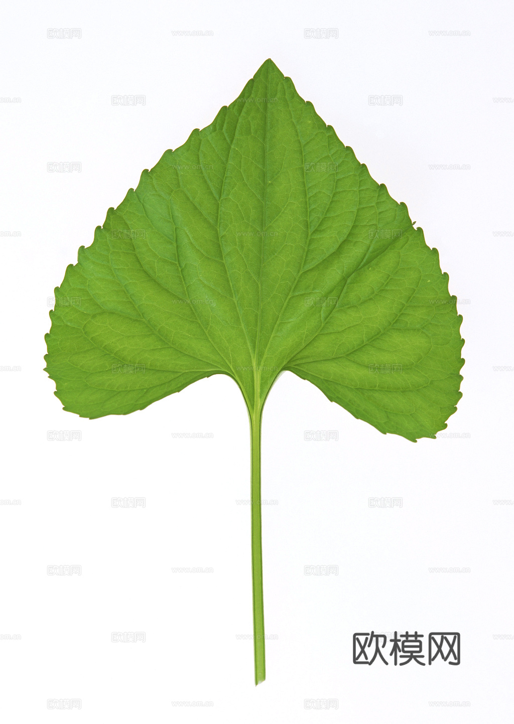 植物树叶 叶子  叶片纹理 绿叶 黄叶 红叶 绿植下载