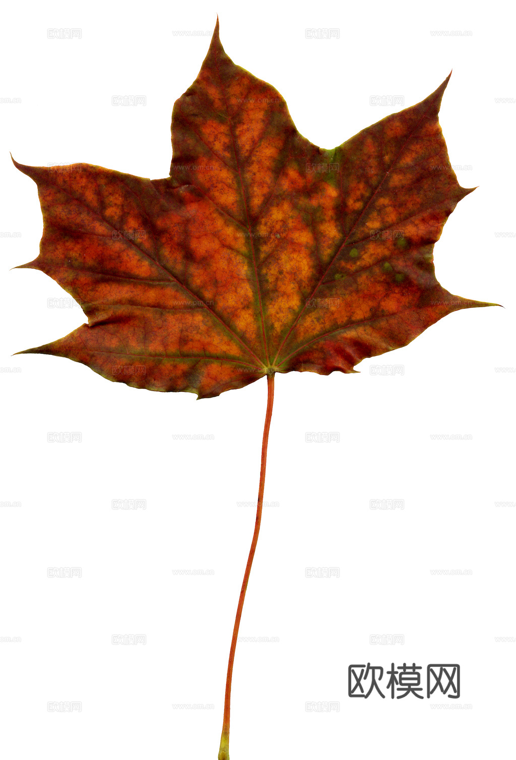 植物树叶 叶子  叶片纹理 绿叶 黄叶 红叶 绿植下载