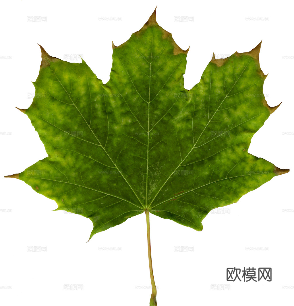 植物树叶 叶子  叶片纹理 绿叶 黄叶 红叶 绿植下载