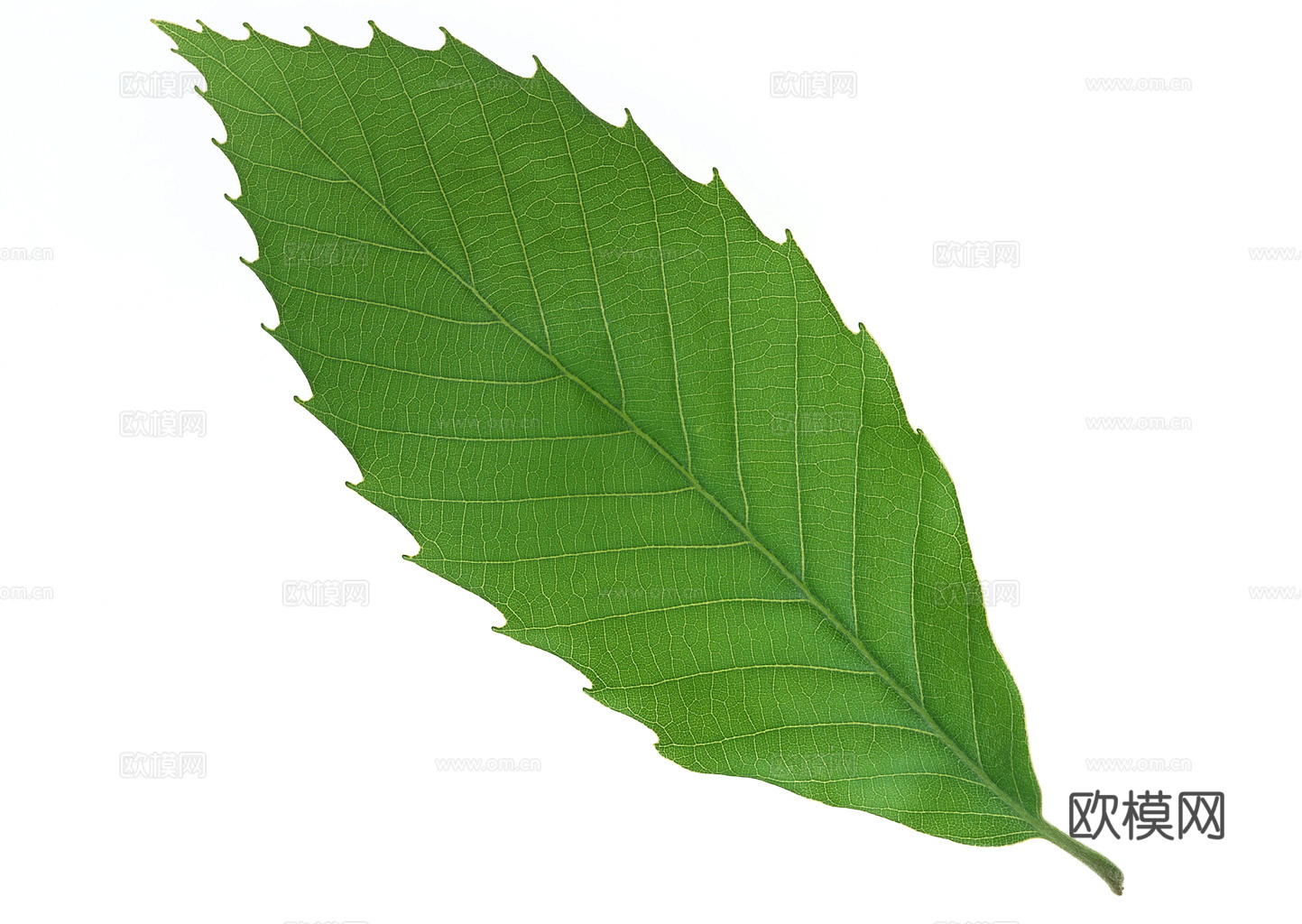 植物树叶 叶子  叶片纹理 绿叶 黄叶 红叶 绿植下载