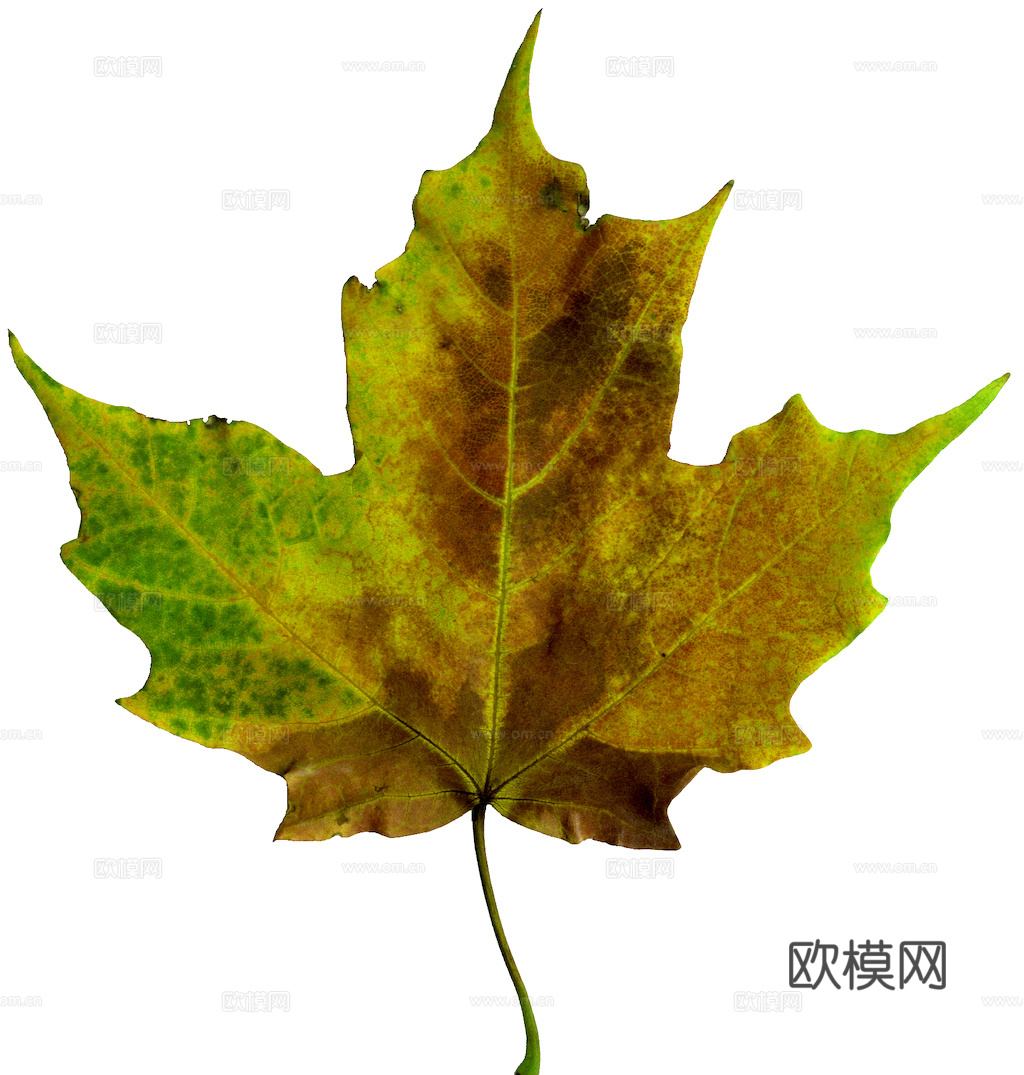 植物树叶 叶子  叶片纹理 绿叶 黄叶 红叶 绿植下载