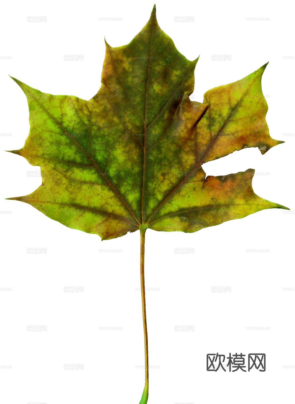 植物树叶 叶子  叶片纹理 绿叶 黄叶 红叶 绿植下载