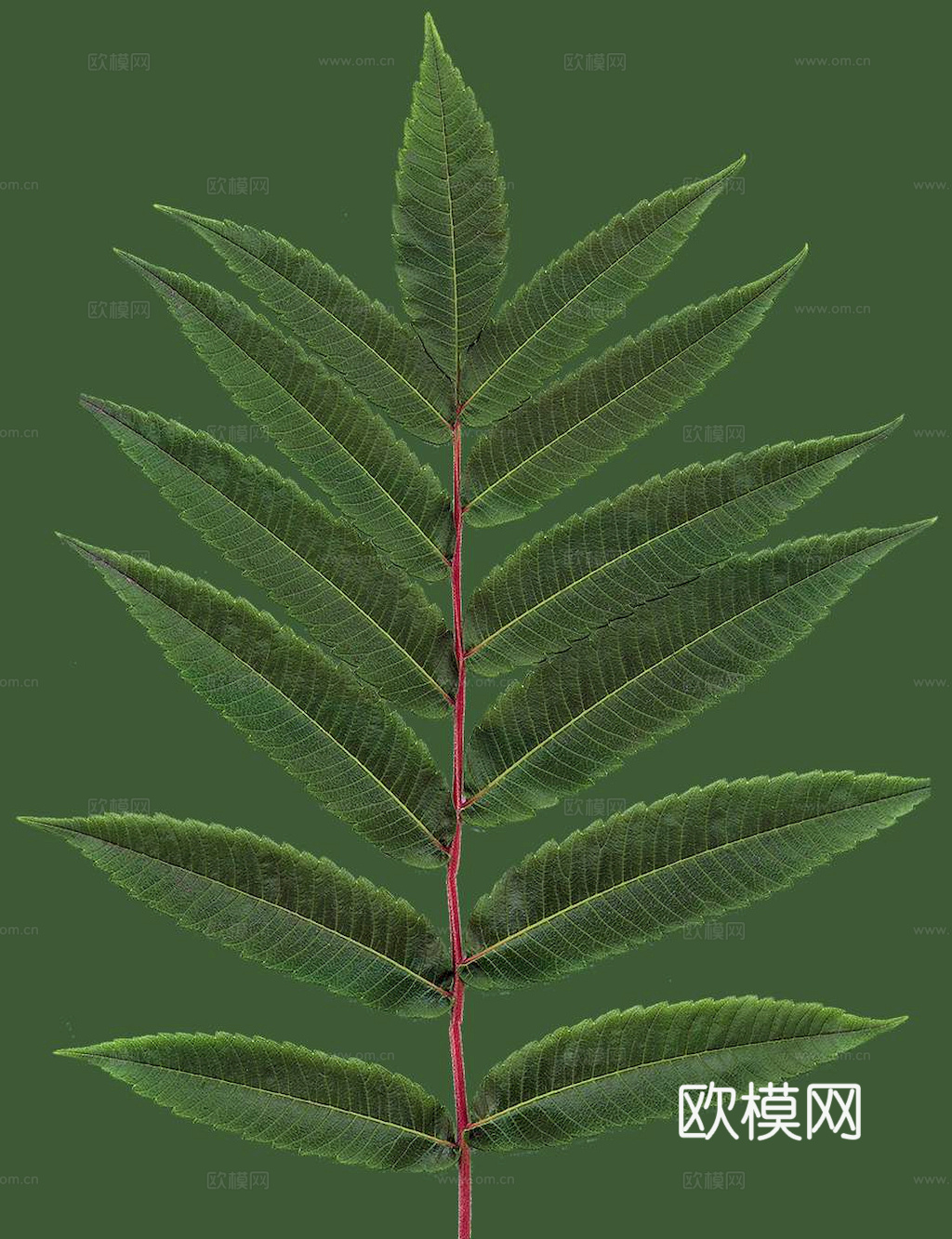 植物树叶 叶子  叶片纹理 绿叶 黄叶 红叶 绿植下载