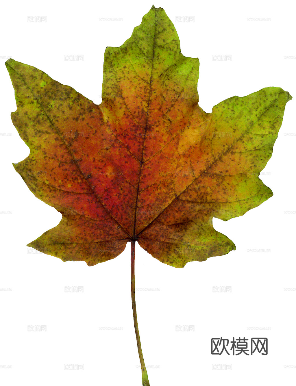 植物树叶 叶子  叶片纹理 绿叶 黄叶 红叶 绿植下载