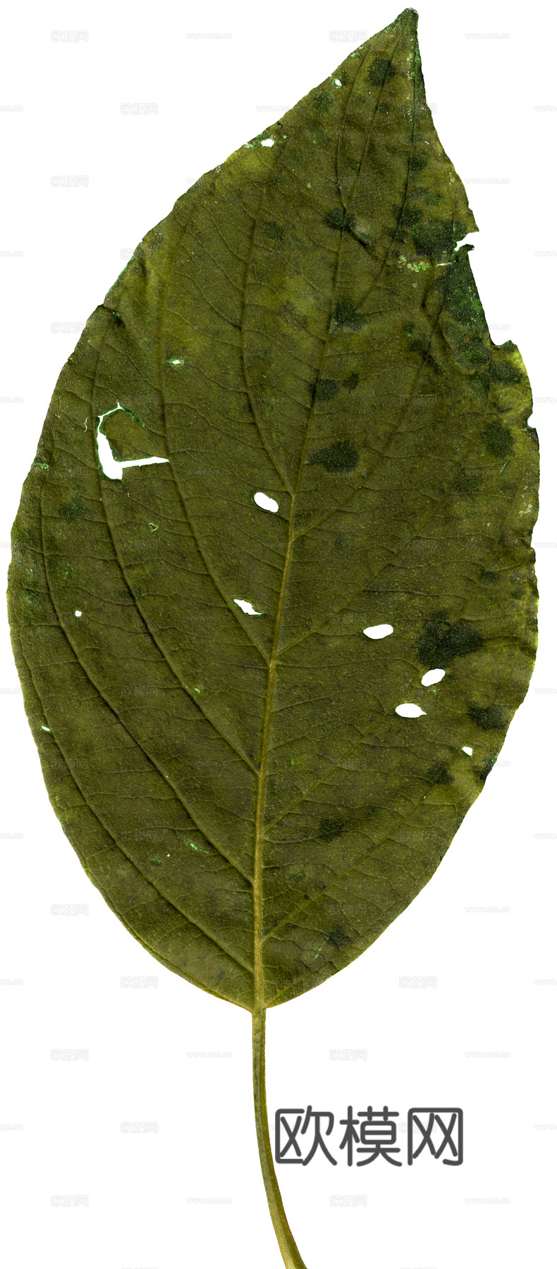 植物树叶 叶子  叶片纹理 绿叶 黄叶 红叶 绿植下载