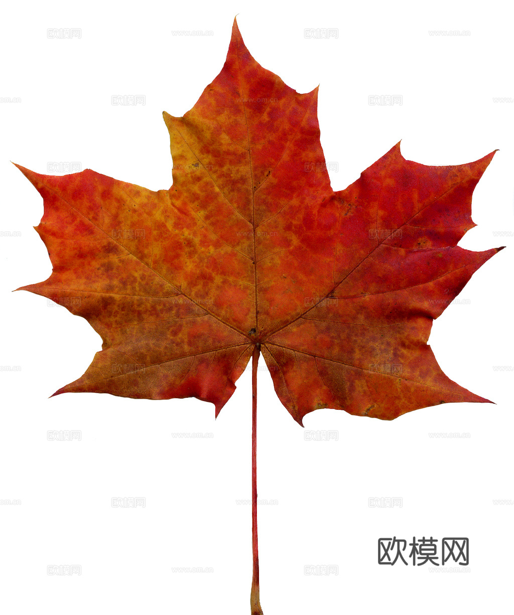 植物树叶 叶子  叶片纹理 绿叶 黄叶 红叶 绿植下载