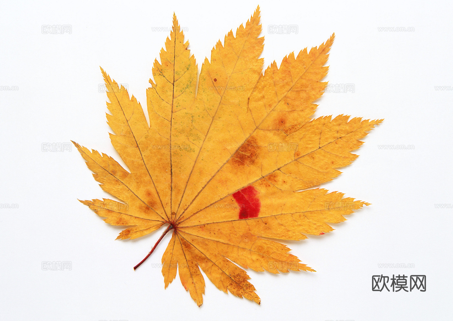 植物树叶 叶子  叶片纹理 绿叶 黄叶 红叶 绿植下载