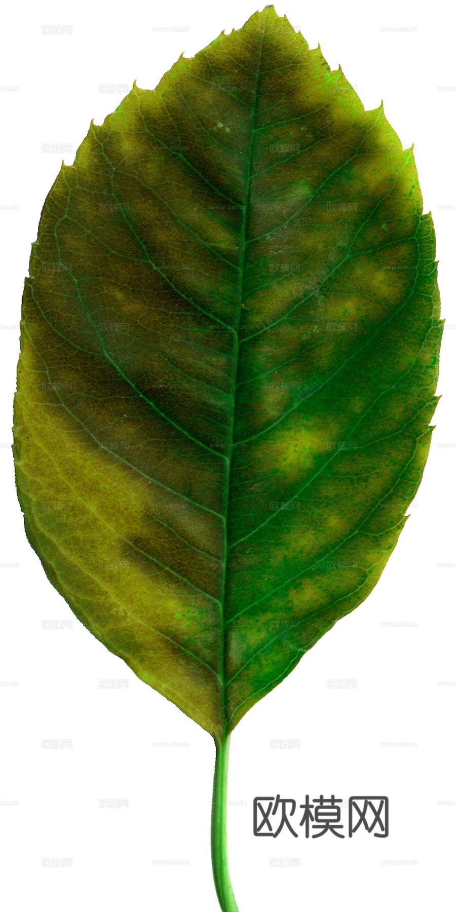 植物树叶 叶子  叶片纹理 绿叶 黄叶 红叶 绿植下载