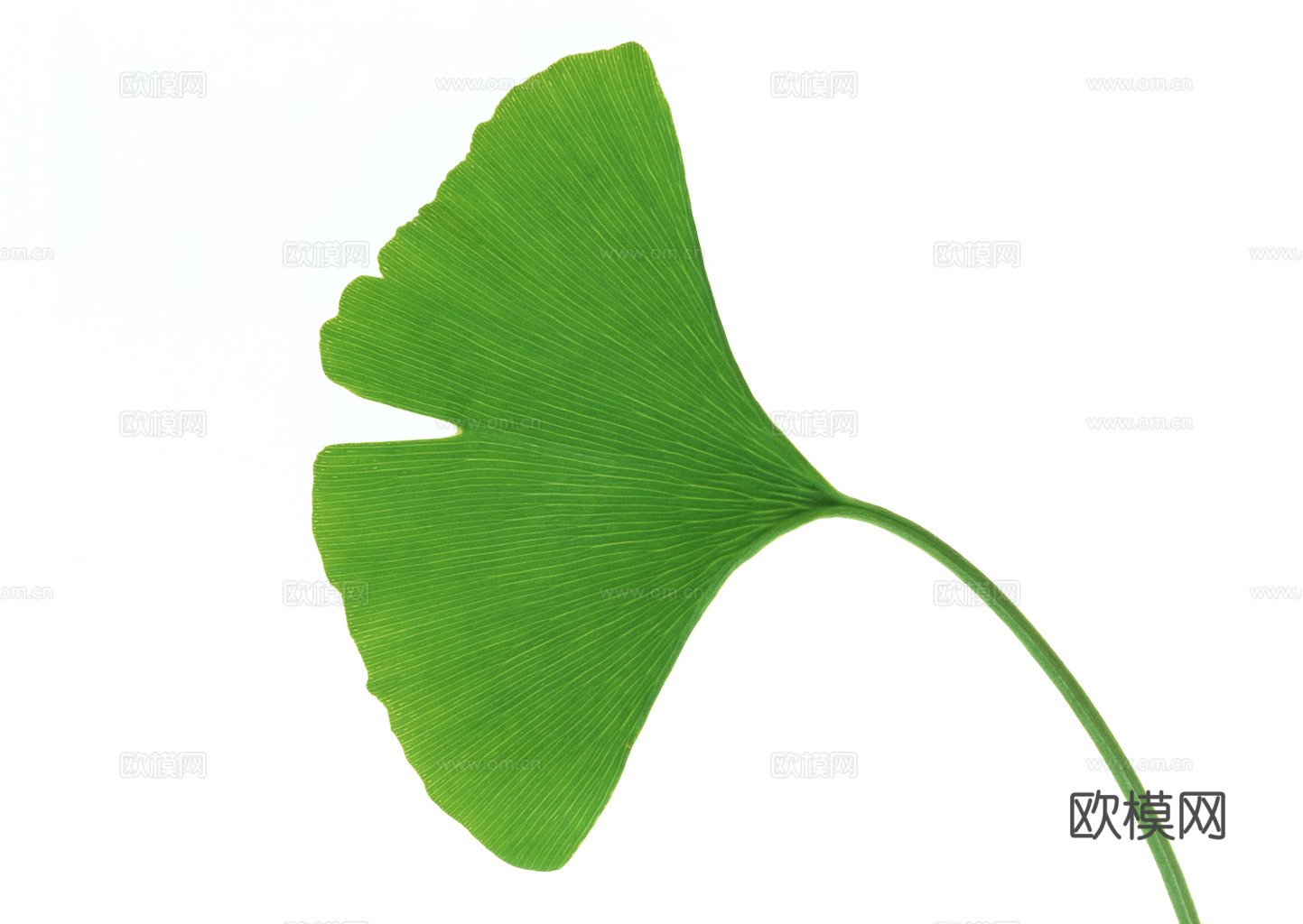 植物树叶 叶子  叶片纹理 绿叶 黄叶 红叶 绿植下载