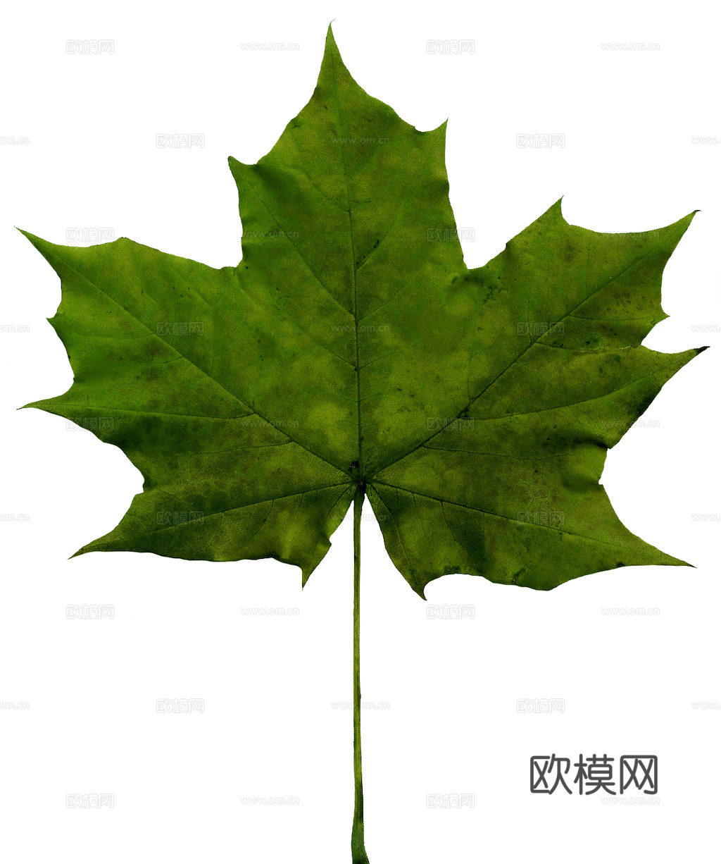 植物树叶 叶子  叶片纹理 绿叶 黄叶 红叶 绿植下载