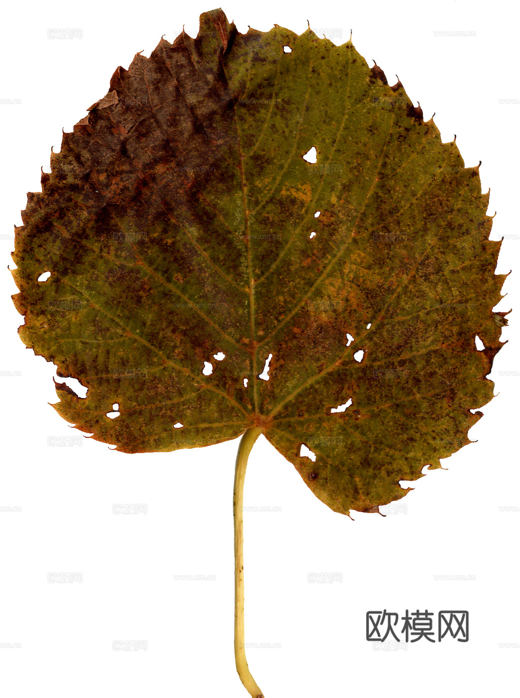 植物树叶 叶子  叶片纹理 绿叶 黄叶 红叶 绿植下载