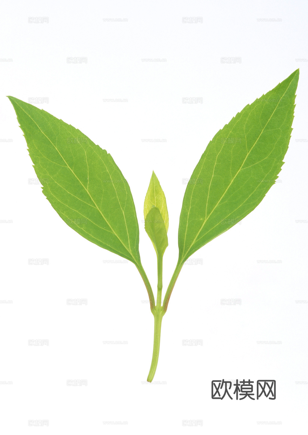 植物树叶 叶子  叶片纹理 绿叶 黄叶 红叶 绿植下载