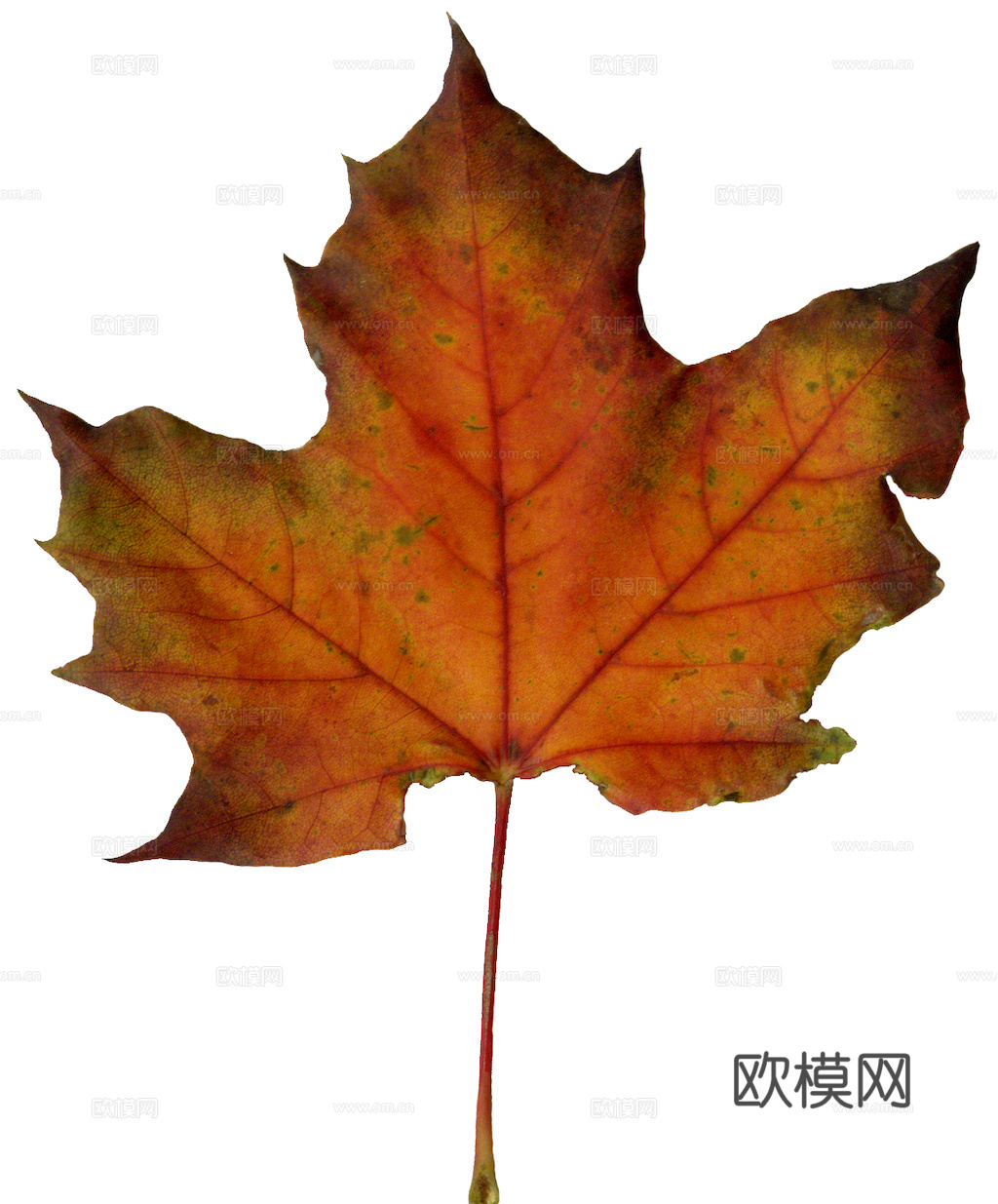 植物树叶 叶子  叶片纹理 绿叶 黄叶 红叶 绿植下载