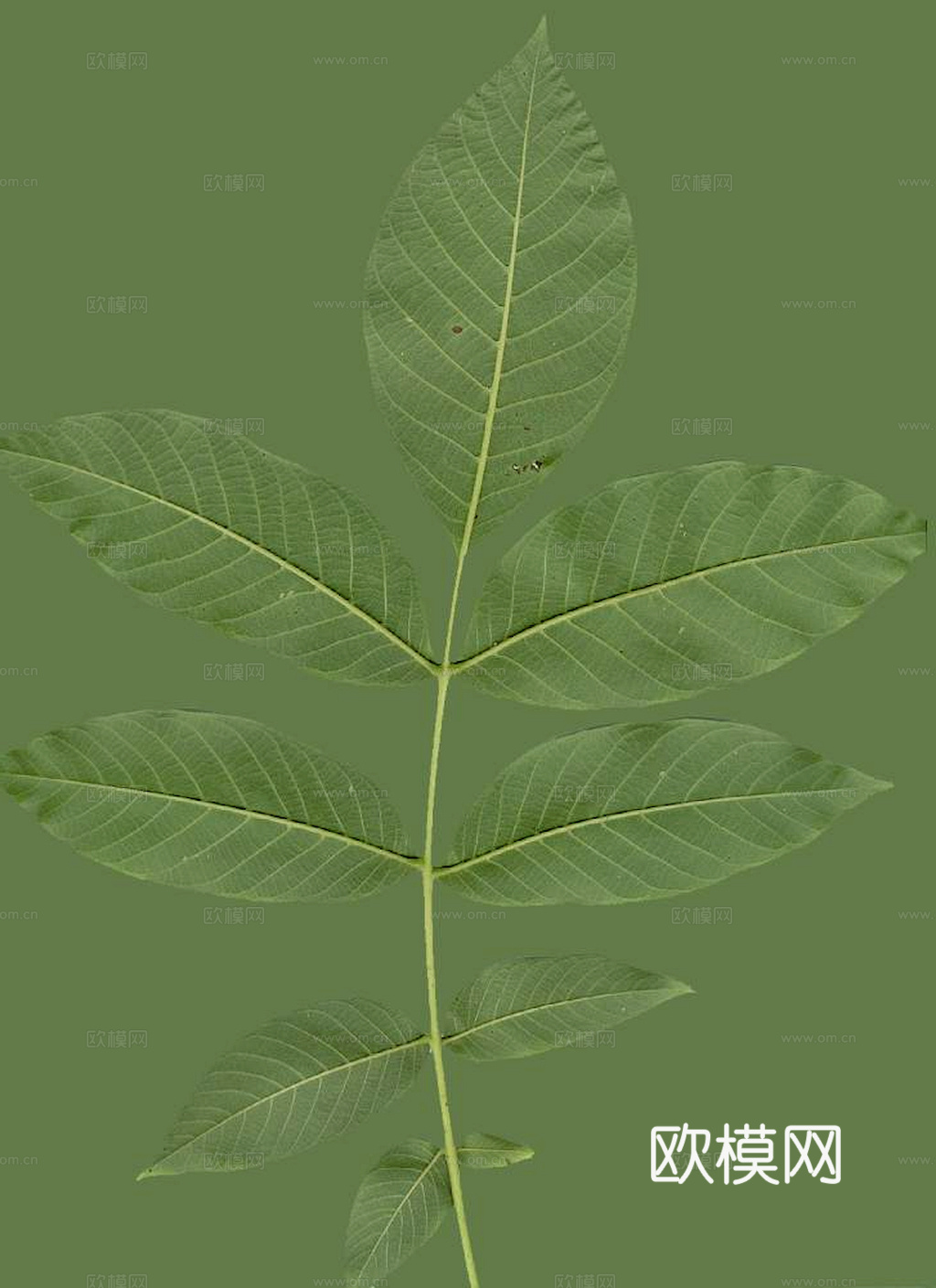 植物树叶 叶子  叶片纹理 绿叶 黄叶 红叶 绿植下载