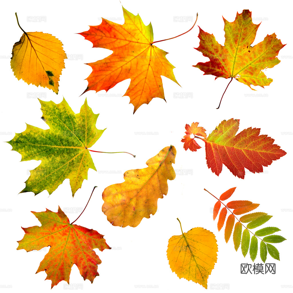 植物树叶 叶子  叶片纹理 绿叶 黄叶 红叶 绿植下载